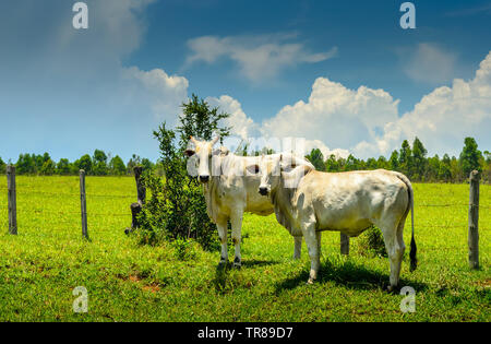 Campagne du Minas Gerais . Nerole ,bovins en ferme au Brésil. Banque D'Images