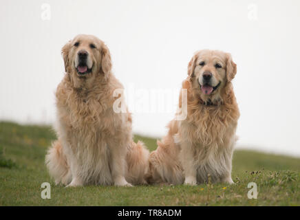 Paire de Golden Retrievers-Canis lupus familiaris. Banque D'Images