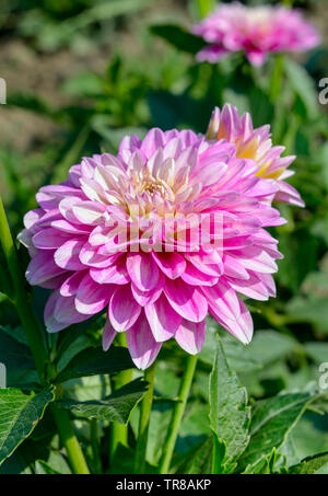 Dahlia sur fond de fleurs. L'accent sur fleur. Profondeur de champ. Banque D'Images