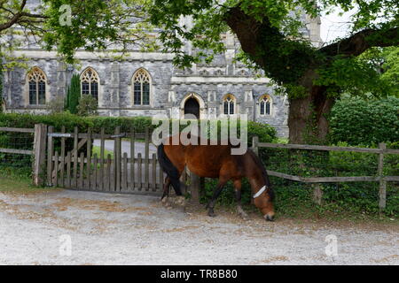 Pony paître par une barrière en bois St Saviour's Church Brockenhurst Hampshire New Forest Banque D'Images