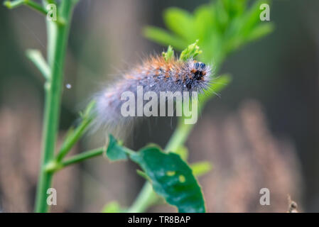 Femme Fox Moth chenille s'accroche à la végétation tout en mangeant lors d'une fraîche matinée de printemps. Banque D'Images