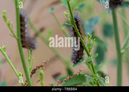 Fox Moth chenille s'accroche à la végétation tout en mangeant lors d'une fraîche matinée de printemps. Banque D'Images