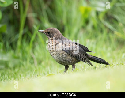 Blackbird pour mineurs, Turdus morula sur l'herbe, Banque mondiale, Pays de Galles, Royaume-Uni Banque D'Images