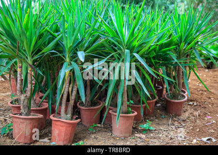 Plantes en pot pour la conception de paysage Banque D'Images