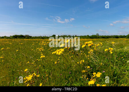 Champ de pissenlits prairie Cherry Orchard Jubilee Country Park, Rochford Country Park, Southend, Essex, Royaume-Uni. Wildlife Park dans la vallée du Gardon Banque D'Images