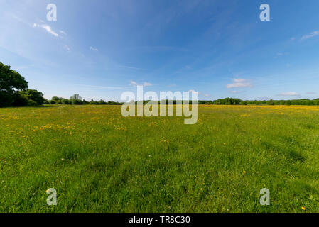 Cherry Orchard Jubilee Country Park, Rochford Country Park, Southend, Essex, Royaume-Uni. Wildlife Park dans la vallée du Gardon Banque D'Images