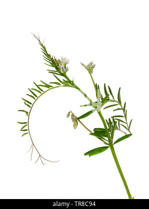 Feuillage vert, brun et vrilles petit blanc rayé violet fleurs de la culture d'engrais vert annuel, Vicia hirsuta, hairy tare, sur un fond blanc Banque D'Images