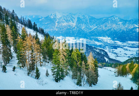 Le téléphérique voyage le long de la pente de la montagne enneigée Katrin avec de vieux conifères et Bad Ischl en vallée, Salzkammergut, Autriche. Banque D'Images