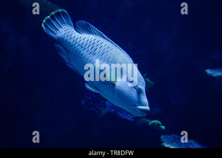 Napoléon napoléon Napoléon / poissons poissons nager sous l'eau la vie marine océan - Cheilinus undulatus Banque D'Images