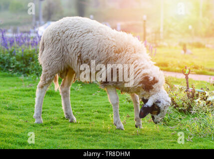 Des moutons paissant l'herbe sur champ vert dans la ferme de moutons avec beau jardin flowre et de l'agriculture sur les jours d'été Banque D'Images
