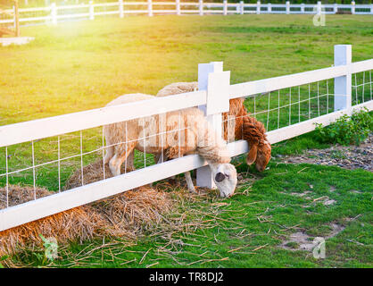 L'herbe de pâturage des moutons en clôture sur champ vert dans la ferme de moutons belle journée d'été sur l'agriculture Banque D'Images