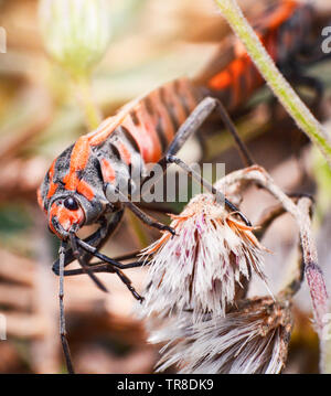 Bug rouge et orange sur les insectes d'accouplement sur l'arbre plante nature background Banque D'Images