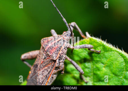 Close up Coreid bug sur arbre plante nature sur fond vert / Squash bug Banque D'Images