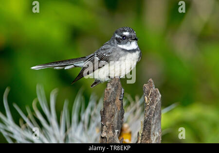 Fantail gris australien, Rhipidura albiscapa avec Alert, expression, perché sur souche d'arbre contre le fond vert lumineux Banque D'Images