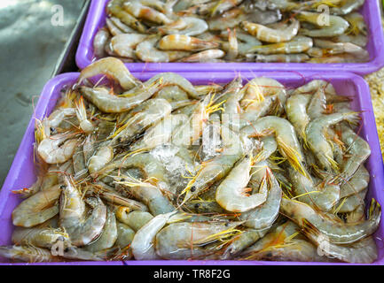 Crevettes fraîches dans un seau à glace pour la vente dans le marché des fruits de mer Banque D'Images