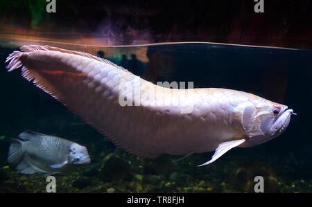 Albino - Argent poisson Arowana arowana nageant dans l'aquarium sous-marin réservoir / scleropages aureus Banque D'Images