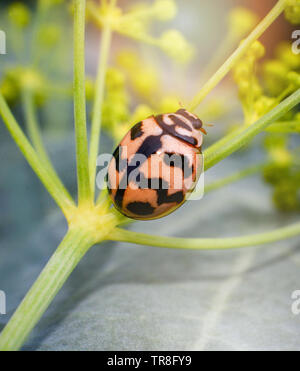 Orange insecte coccinelle assis sur la branche Banque D'Images