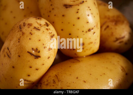 Ensemble de matières premières pommes de terre Yukon Gold Banque D'Images