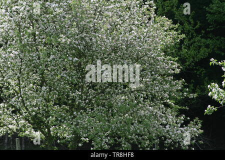 Pommier en fleurs au printemps et une pomme tombe d'un pommier au début du printemps organisé à regarder comme si c'est tomber au sol Banque D'Images