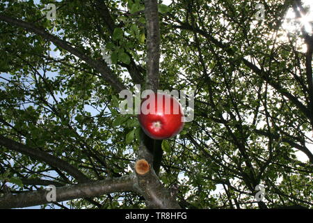 Pommier en fleurs au printemps et une pomme tombe d'un pommier au début du printemps organisé à regarder comme si c'est tomber au sol Banque D'Images