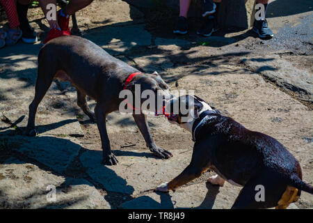 Deux chiens attrapé et maintenant la balle en caoutchouc Banque D'Images