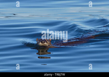 Une loutre de rivière 'Lutra canadensis', la natation dans les eaux bleues de la Stewart Channel au large de la côte de l'île de Vancouver, British Columbia Canada Banque D'Images