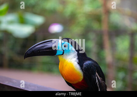 Belle et colorée channel-billed toucan Banque D'Images