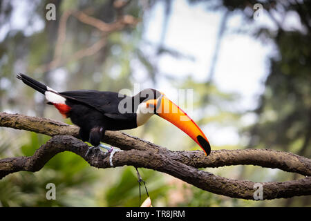 Toucan toco est le plus grand et probablement le plus connu dans la famille de Toucan. Banque D'Images