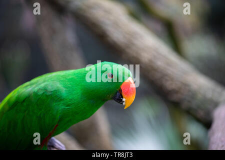 Perroquet eclectus mâle avec un plumage vert émeraude Banque D'Images