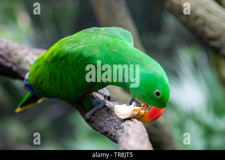 Perroquet eclectus mâle avec un plumage vert émeraude Banque D'Images