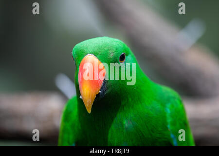 Perroquet eclectus mâle avec un plumage vert émeraude Banque D'Images