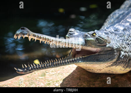 Le gavial aussi connu sous le gavial, est une dans la famille Gavialidae crocodiliens Banque D'Images