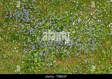 Forget-me-not fleurs fleurissent dans l'herbe verte. Blooming flower meadow bleu Banque D'Images