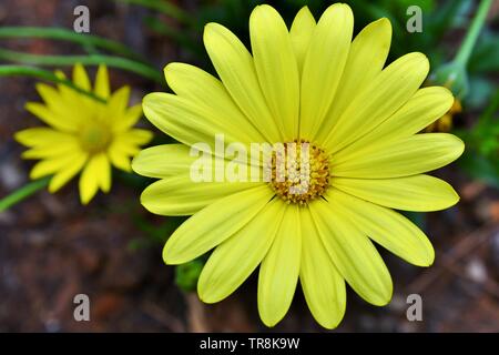 Close-up Vue aérienne d'un seul jaune, vert foncé avec des fleurs Daisy Daisy et contexte Banque D'Images