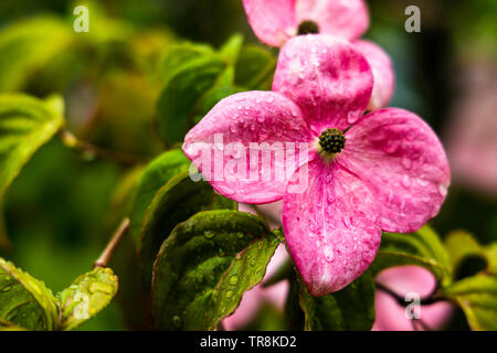 Rose Macro de fleur de cornouiller (Cornus florida) gouttes Banque D'Images