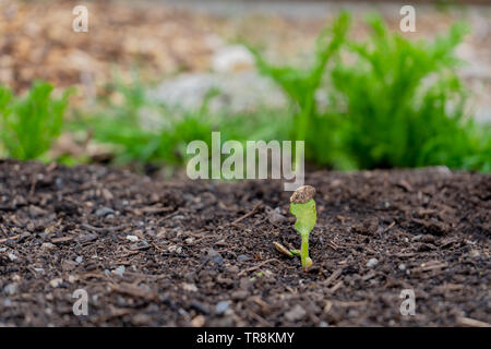 Squash la germination, émergeant du sol dans un jardin, avec la semence encore attaché à des premières feuilles de la plante de courge. Banque D'Images