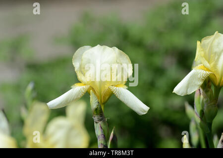 Iris fleurs jaune pâle dans le jardin d'été par une belle journée ensoleillée close up Banque D'Images
