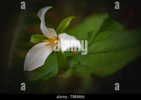 Libre de l'Ouest (Trillium ovatum Trillium) Banque D'Images