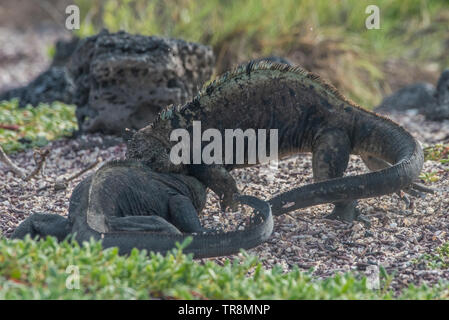 Deux iguane marin (Amblyrhynchus cristatus) lutte sur la plage de Parc National des Galapagos, Equateur. Banque D'Images