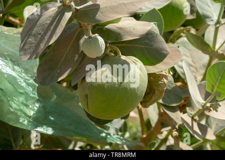 Les grands fruits rempli de gaz de l'asclépiade géant Calotropis gigantea sur les rives du Nil près de la capitale soudanaise Khartoum, l'Afrique Banque D'Images