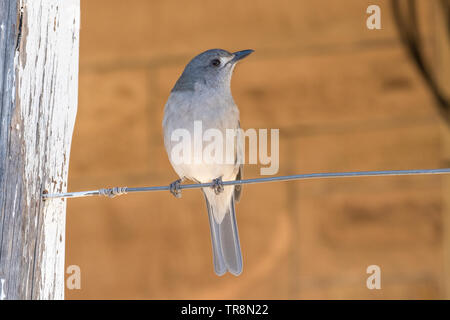 Muguet Pie-grièche Banque D'Images