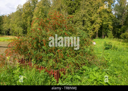 Le berbéris arbuste couvert de fruits rouges sur la rive d'un lac de forêt Banque D'Images