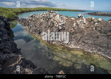 Vue d'un tunnel de lave inondée près de Puerto Villamil dans les Galapagos, requins de récifs à pointe blanche se rassemblent dans l'eau ci-dessous. Banque D'Images