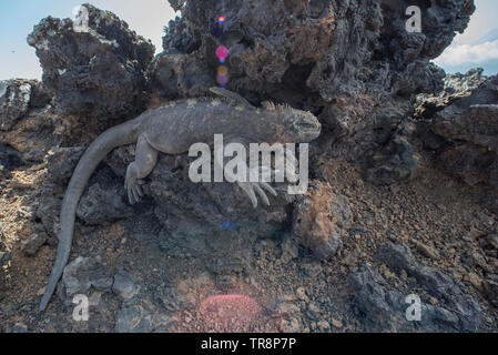 Un iguane marin (Amblyrhynchus cristatus) avec un lézard de lave (Microlophus albemarlensis) dessus de pèlerin sur une chaude journée dans les îles Galapagos. Banque D'Images