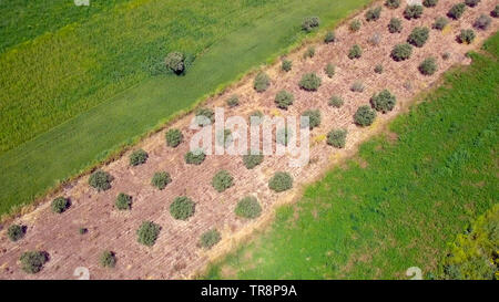 Une plantation d''oliviers, de haut en bas de l'image aérienne. Banque D'Images