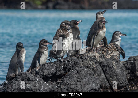 Les Galapagos (Spheniscus mendiculus) est une espèce en voie de disparition et est endémique aux îles Galápagos de l'Équateur. Banque D'Images