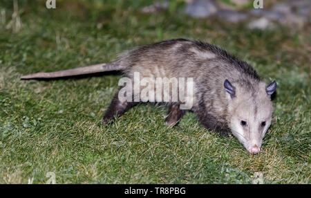 L'Opossum d'Amérique du Nord (Opossum) se nourrissent dans une propriété résidentielle arrière-cour. Banque D'Images