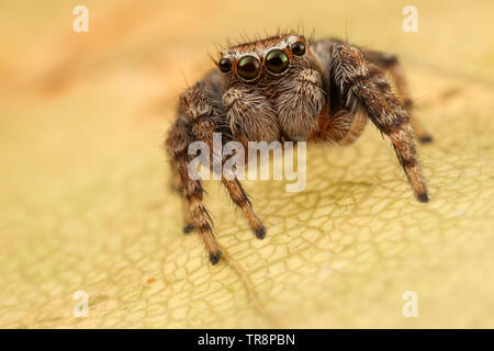 Thomisidae portrait sur la feuille d'automne jaune Banque D'Images