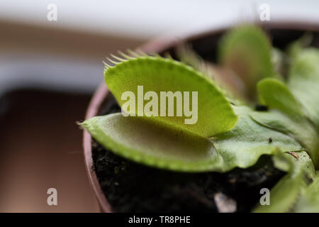 Venus Fly Trap - Dionea Muscipula (en latin) Banque D'Images