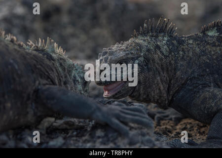 Les iguanes marins (Amblyrhynchus cristatus) qui se battent pour l'espace de nidification sur l'île Isabela dans les Galapagos, Equateur. Banque D'Images